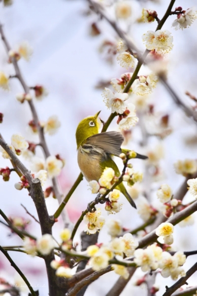 white-eye-20230218-14