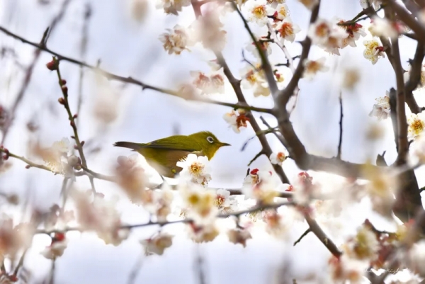 white-eye-20230218-2