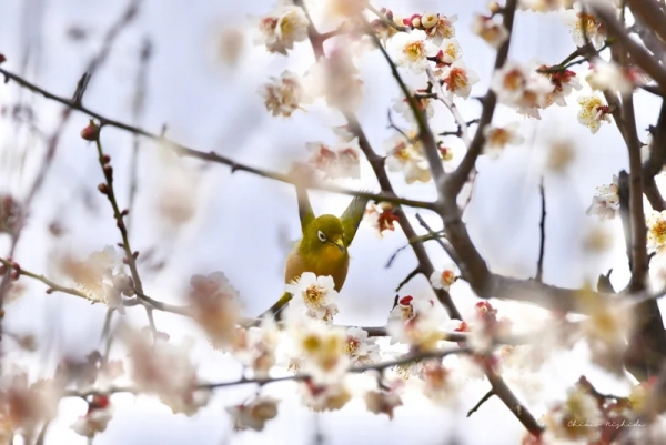 white-eye-20230218-3