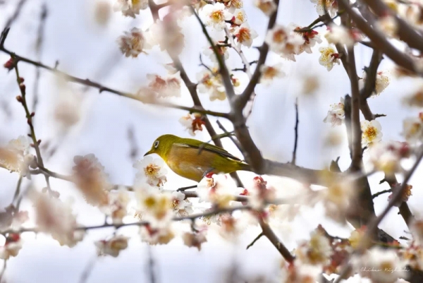 white-eye-20230218-4