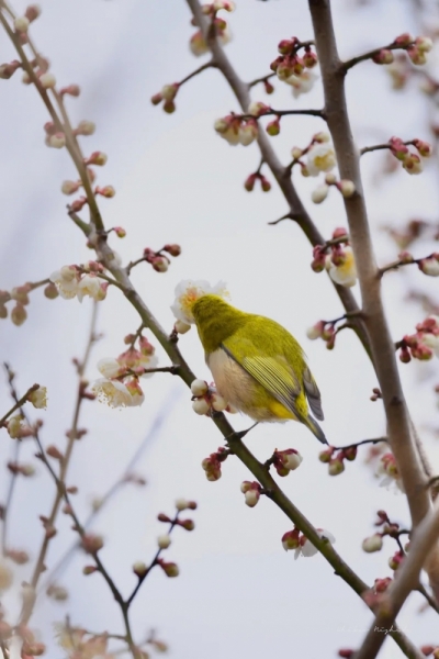 white-eye-20230218-5