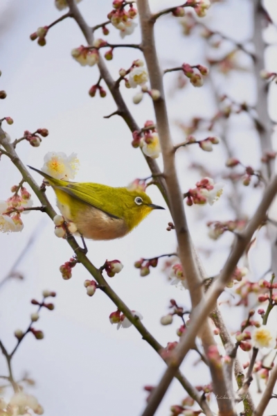 white-eye-20230218-6