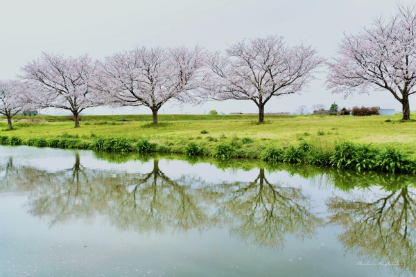 ファイル名: cherryblossom2022.jpeg
ファイルサイズ: 1.15MB
→クリックで元のサイズを表示 cherryblossom2022