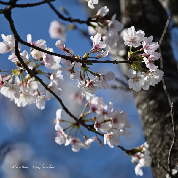 spring-koshi-0