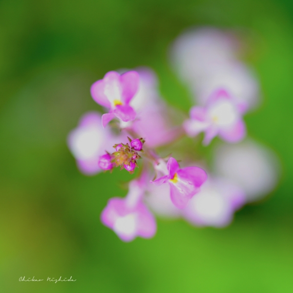 koshi-flowers0409-0