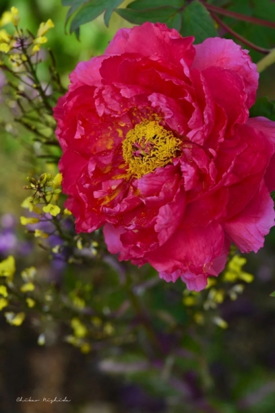 koshi-flowers0409-5