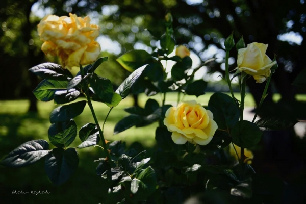 roses20230510-10