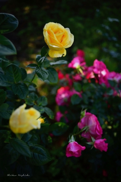 roses20230510-11