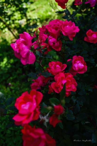 roses20230510-13