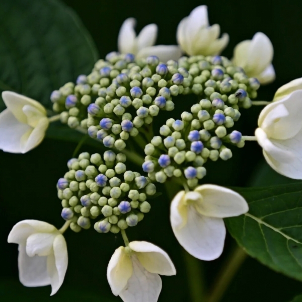 hydrangea20230526-1