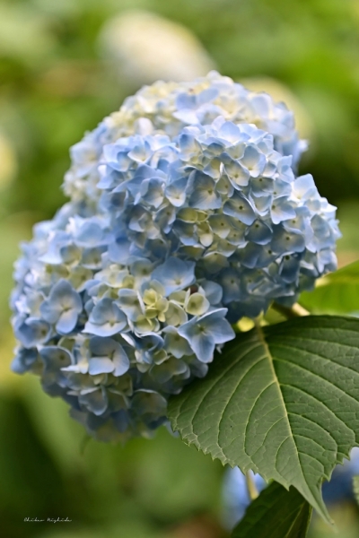 hydrangea20230526-2