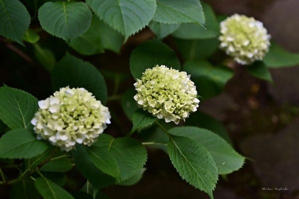 hydrangea20230526-3