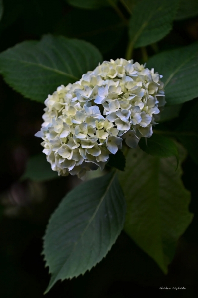 hydrangea20230526-4