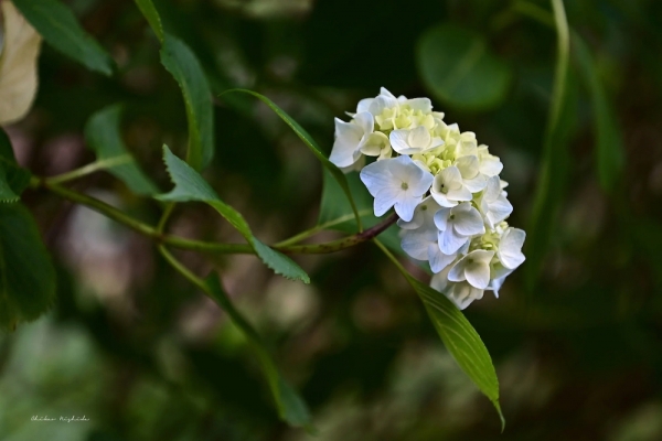 hydrangea20230526-5