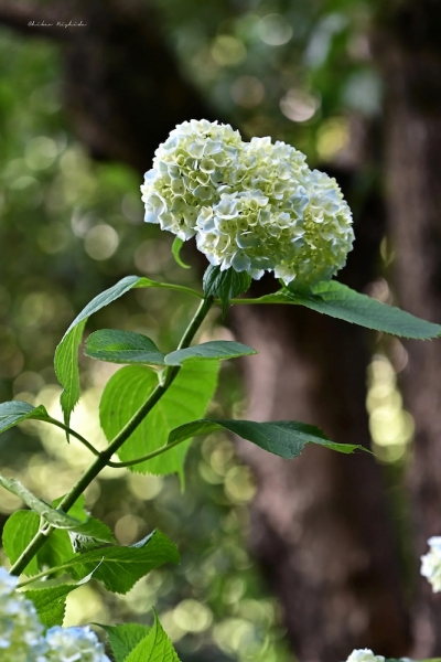 hydrangea20230526-6