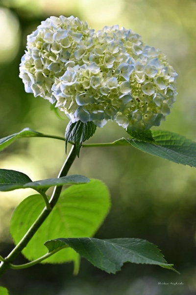 hydrangea20230526-7