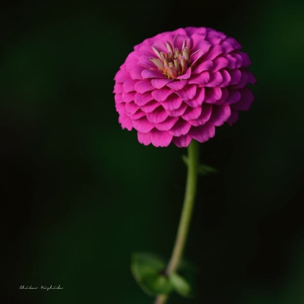 zinnia-midjourney1013-0