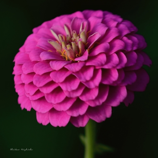 zinnia-midjourney1013-5