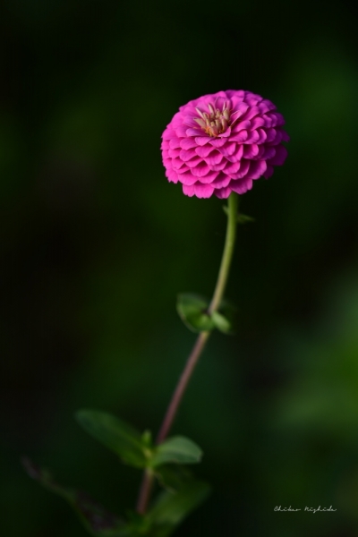 zinnia-midjourney1013-6