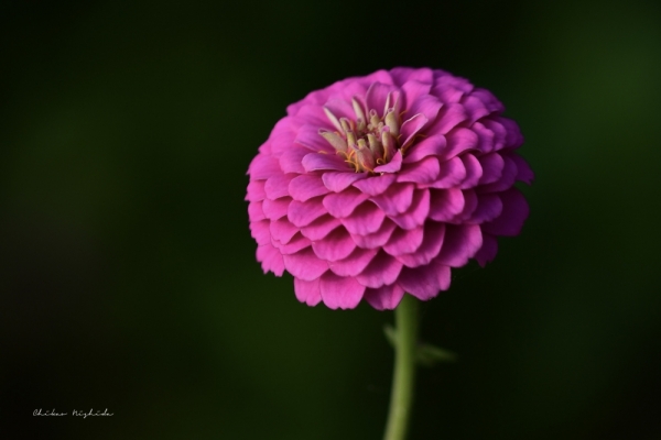 zinnia20231014