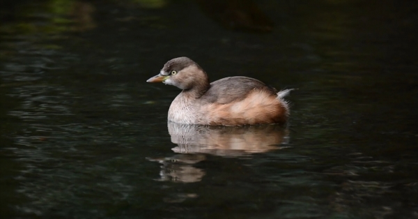 ファイル名: 20240125grebe-1.jpeg
ファイルサイズ: 98.1KB
→クリックで元のサイズを表示 20240125grebe-1