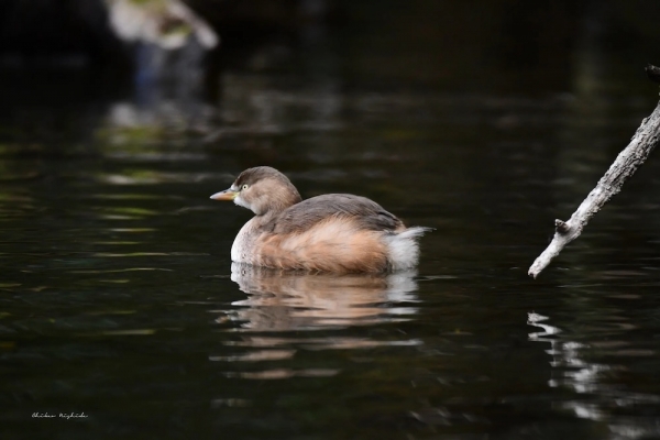 ファイル名: 20240125grebe-2.jpeg
ファイルサイズ: 122.2KB
→クリックで元のサイズを表示 20240125grebe-2