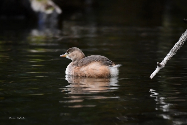 20240125grebe-2