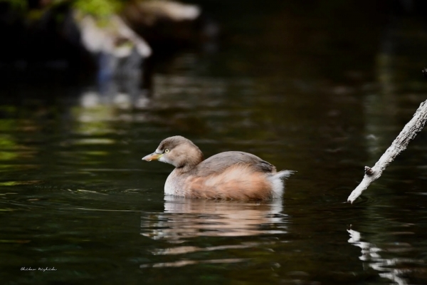 ファイル名: 20240125grebe-4.jpeg
ファイルサイズ: 132.9KB
→クリックで元のサイズを表示 20240125grebe-4