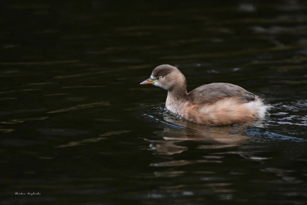 ファイル名: 20240125grebe-5.jpeg
ファイルサイズ: 116.7KB
→クリックで元のサイズを表示 20240125grebe-5
