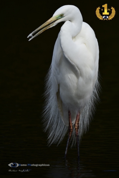 20240314egret