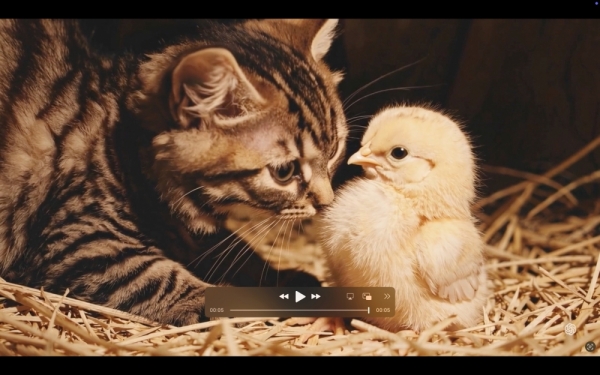 ファイル名: 20241212cat-4.jpeg
ファイルサイズ: 398.3KB
→クリックで元のサイズを表示 20241212cat-4