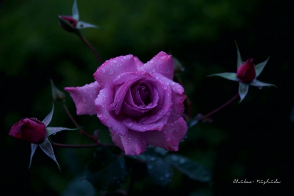 ファイル名: 20241206roses-9.jpeg
ファイルサイズ: 257.5KB
→クリックで元のサイズを表示 20241206roses-9