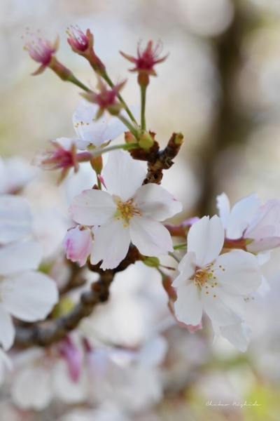 ファイル名: 20250408sakura-14.jpeg
ファイルサイズ: 297.5KB
→クリックで元のサイズを表示 20250408sakura-14