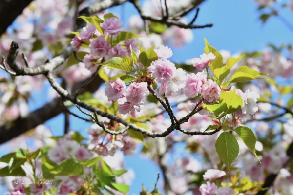 ファイル名: 20250408sakura-20.jpeg
ファイルサイズ: 442.7KB
→クリックで元のサイズを表示 20250408sakura-20