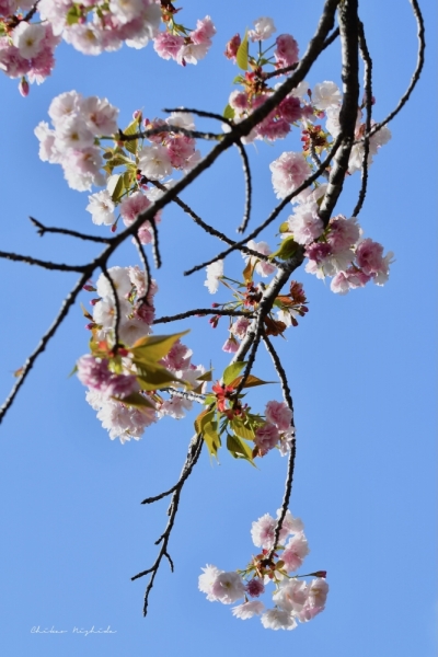 ファイル名: 20250408sakura-21.jpeg
ファイルサイズ: 403KB
→クリックで元のサイズを表示 20250408sakura-21