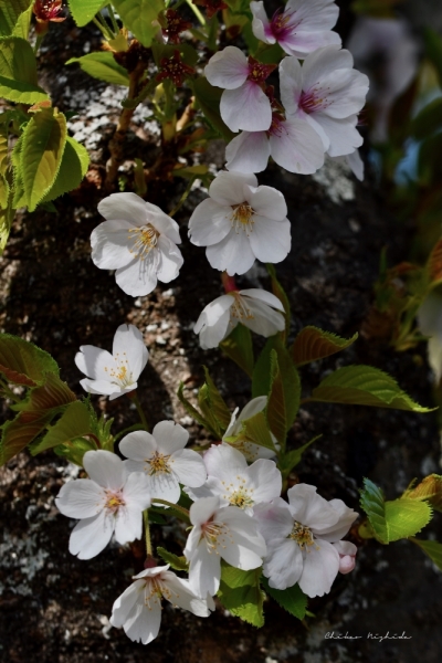 ファイル名: 20250408sakura-25.jpeg
ファイルサイズ: 458.7KB
→クリックで元のサイズを表示 20250408sakura-25