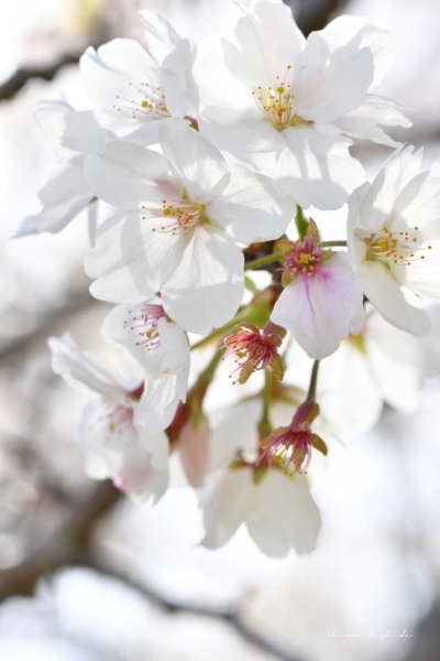 ファイル名: 20250408sakura-9.jpeg
ファイルサイズ: 292.7KB
→クリックで元のサイズを表示 20250408sakura-9