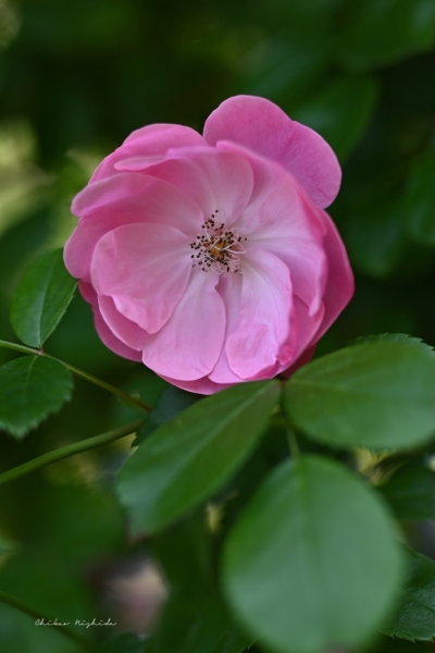 ファイル名: 20250513rosegarden-15.jpeg
ファイルサイズ: 260.2KB
→クリックで元のサイズを表示 20250513rosegarden-15