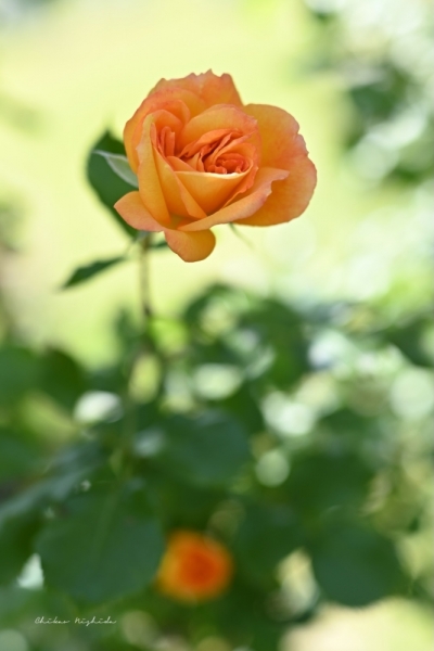 ファイル名: 20250513rosegarden-21.jpeg
ファイルサイズ: 251.5KB
→クリックで元のサイズを表示 20250513rosegarden-21