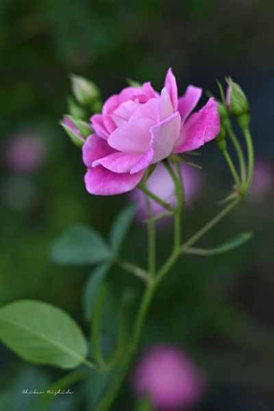 ファイル名: 20250513rosegarden-24.jpeg
ファイルサイズ: 231.5KB
→クリックで元のサイズを表示 20250513rosegarden-24