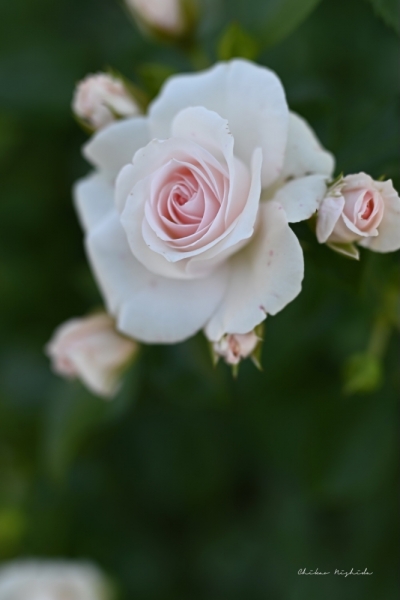 ファイル名: 20250513rosegarden-4.jpeg
ファイルサイズ: 213.7KB
→クリックで元のサイズを表示 20250513rosegarden-4