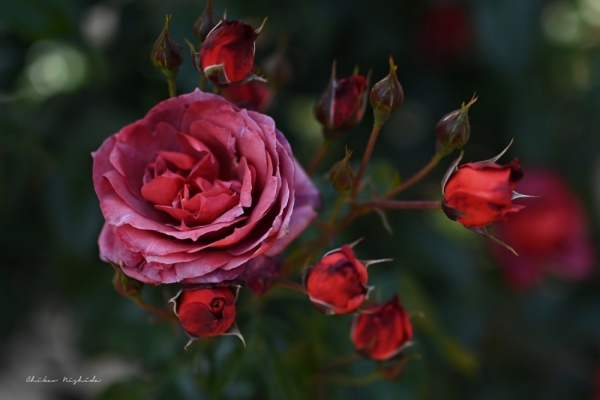 ファイル名: 20250513rosegarden-40.jpeg
ファイルサイズ: 275.5KB
→クリックで元のサイズを表示 20250513rosegarden-40