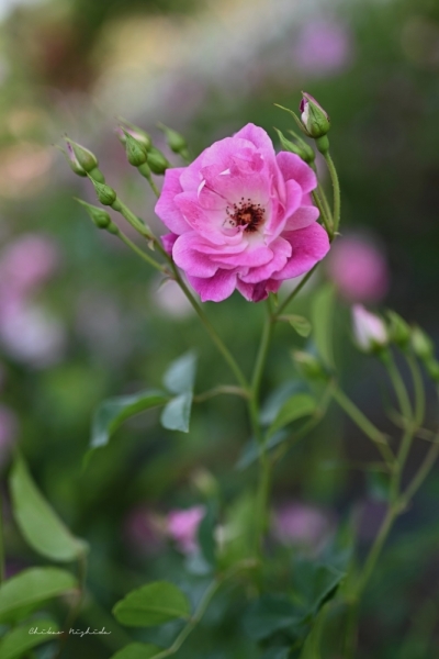 ファイル名: 20250513rosegarden-46.jpeg
ファイルサイズ: 285.8KB
→クリックで元のサイズを表示 20250513rosegarden-46