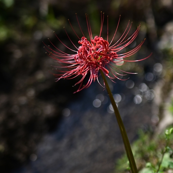 20250916clusteramaryllis-1