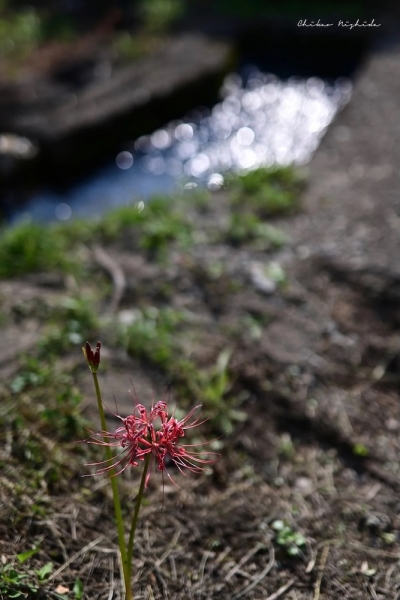 20250916clusteramaryllis-3