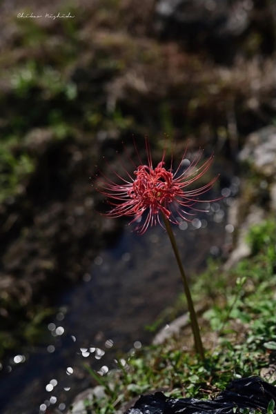 20250916clusteramaryllis-4