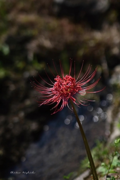20250916clusteramaryllis-5