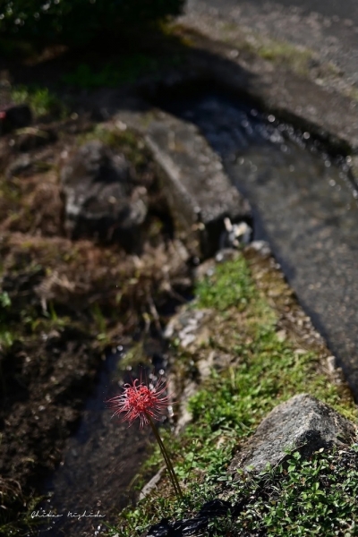 20250916clusteramaryllis-6