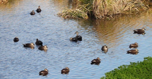 ファイル名: 20260103shogatsu-1.jpeg
ファイルサイズ: 471.2KB
→クリックで元のサイズを表示 20260103shogatsu-1