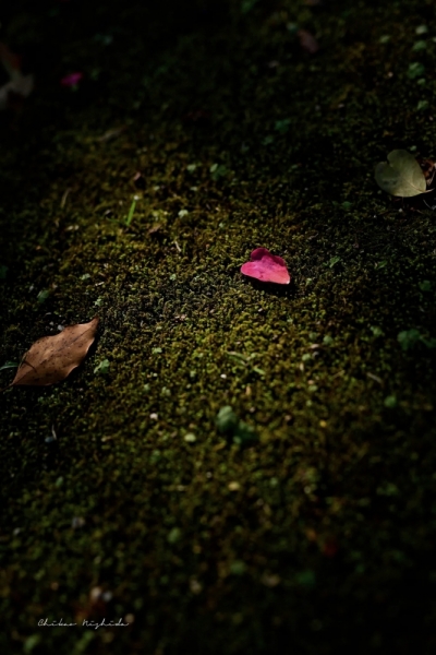 20260218wildbirdpark-2